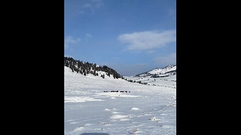 YellowStone Winter WonderLand❤️‍🔥💫