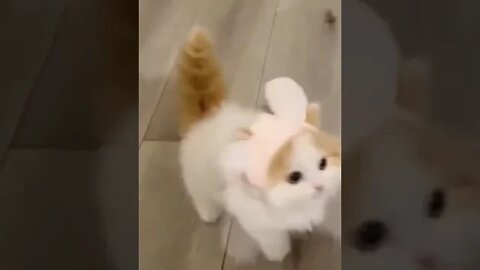 cute cat videos 😹 funny videos 😂 1182😻 #shorts