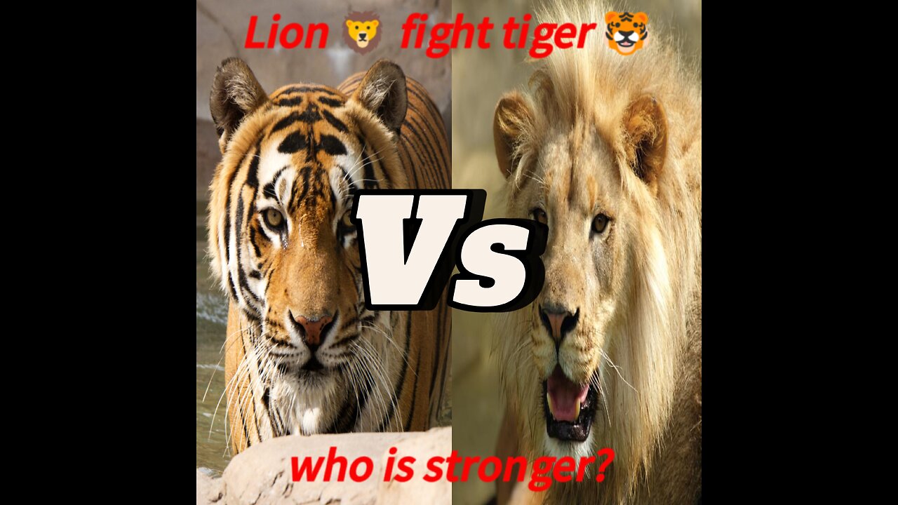 Lion 🦁 fight tiger 🐯 who is stronger? #lion #tiger #thelion999 #fight