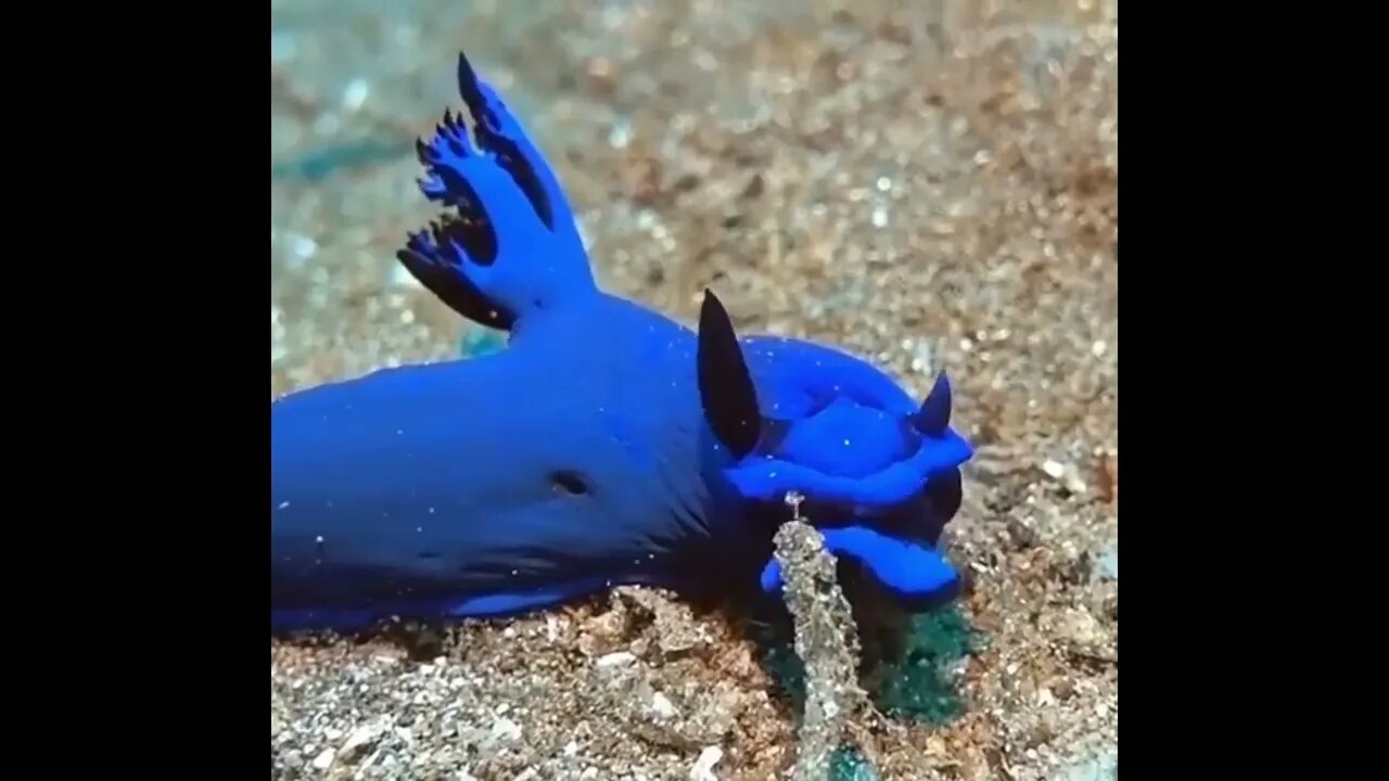 Gloomy Nudibranch