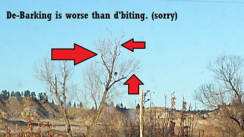 Aerial Porcupine - Addendum: Day 9: The Terrible Truth Revealed