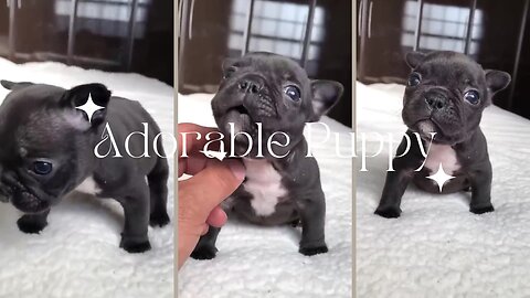 Adorable Puppy Doing Cute Things | You Won't Be Able to Resist Watching This!