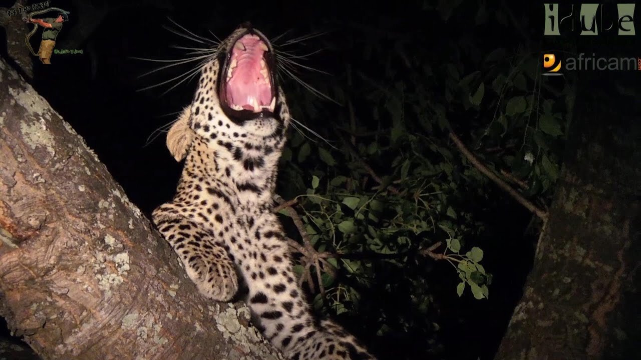 Scotia Female Leopard - Year 2, Independence - 9: Relaxing In A Marula