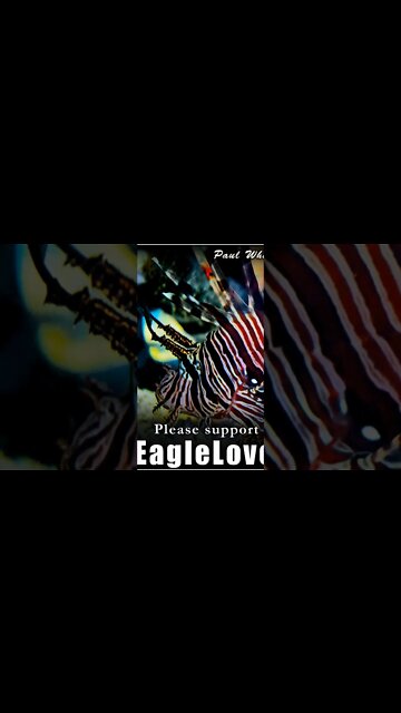 luminous beings🌄 of eternal life - the great awakening!