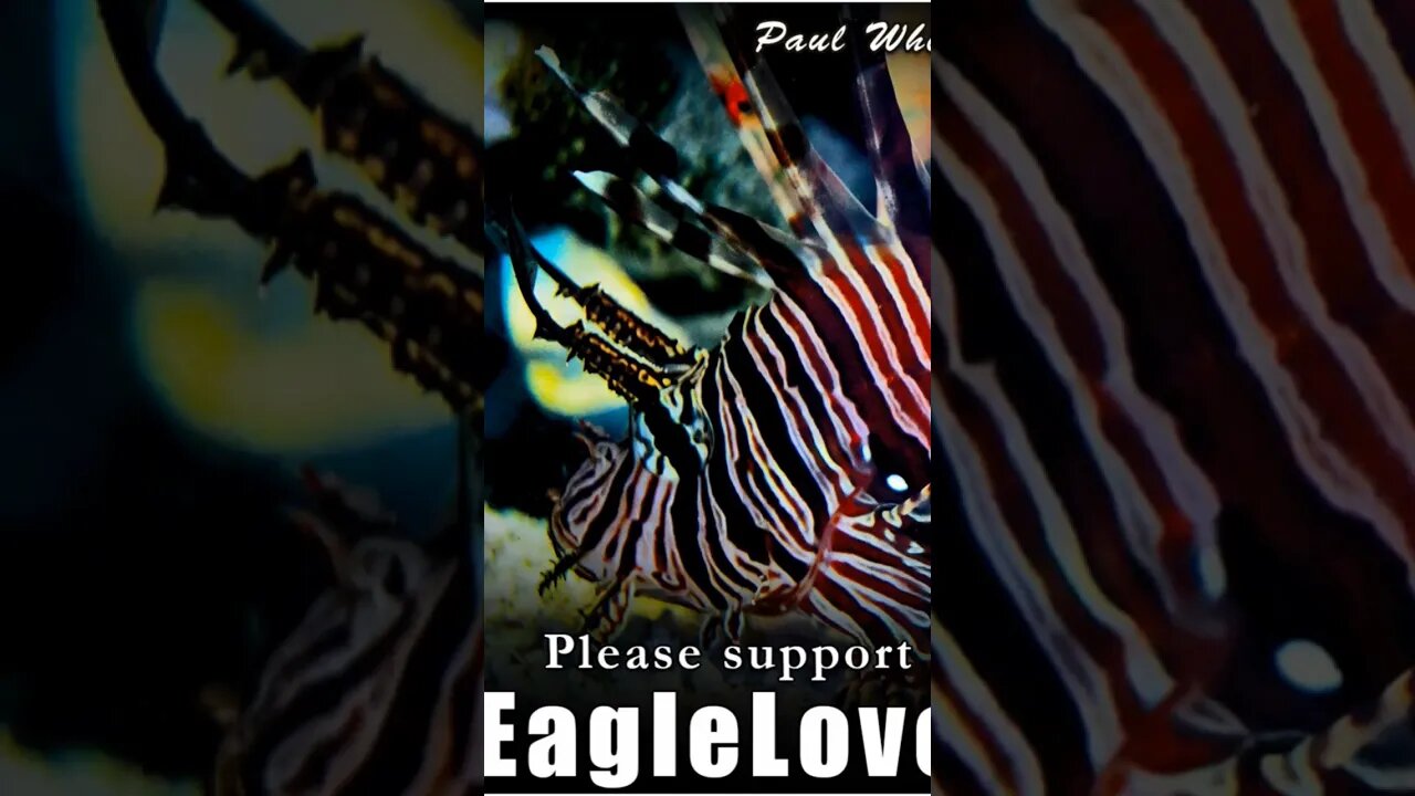 luminous beings🌄 of eternal life - the great awakening!