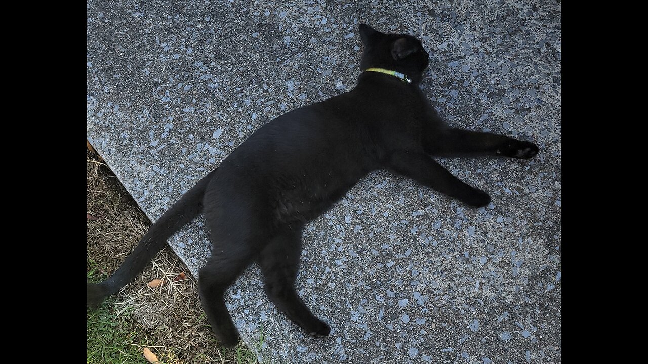 OTR TRUCKER'S TWO BLACK CATS HAPPY TO HAVE HIM BACK HOME!