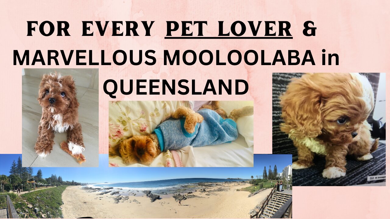 FOR EVERY PET LOVER & MARVELLOUS MOOLOOLABA IN QUEENSLAND