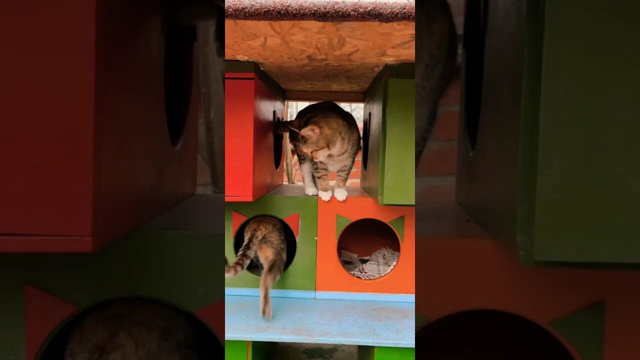 Cat #youtube #shorts #shorts #youtubeshorts
