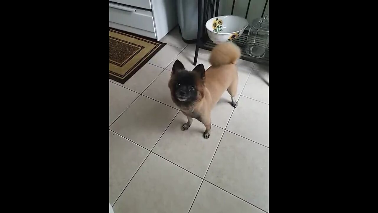 Funny dog