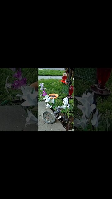 The Mockingbird Drinks Out Of The Oriol Feeder #Shorts 🌴