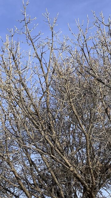 PROPHETIC SIGNS OF SPRING AND TODAYS SHOW LINK BELOW!