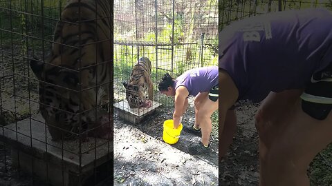 Max Tiger Enjoying Breakfast! ~ASMR!