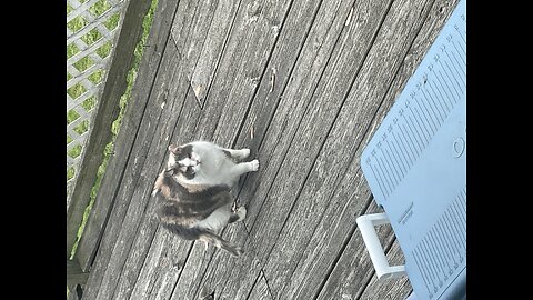 Introducing Mama Kitty