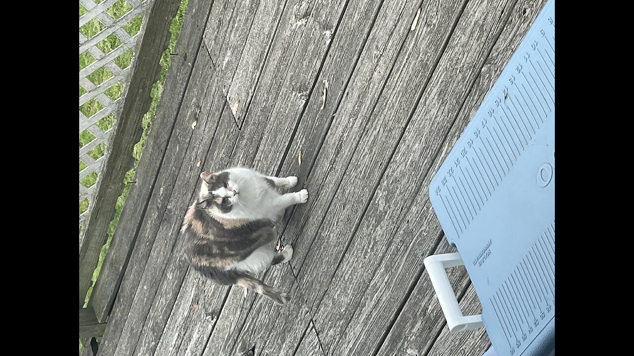 Introducing Mama Kitty