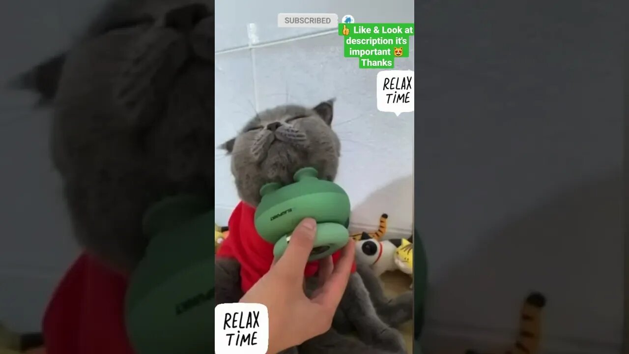 cute cat videos 😹 funny videos 😂 1132 😻 #shorts