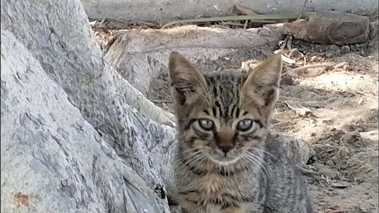 When cats talk