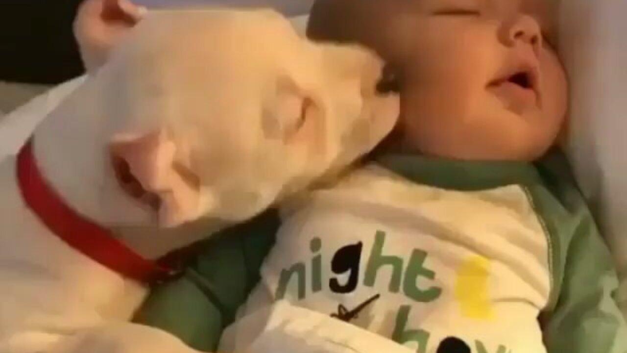 Puppy Love: The Funniest Dog and Baby Videos"