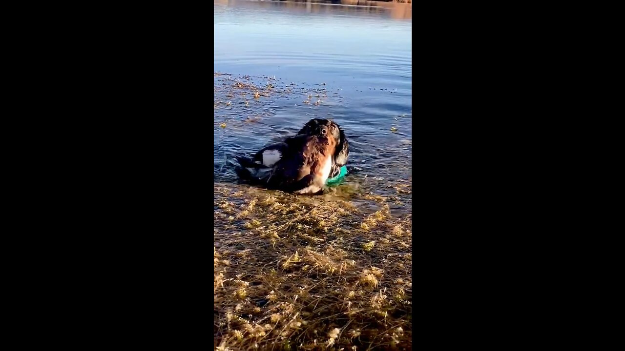 DACHSHUND DUCK 🦆 HUNTING - Peppa retrieves duck thru thick weeds and ice