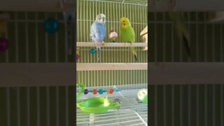 Budgies Bad Romance 💖 #youtubeshorts #shorts #funny #animallover #budgies