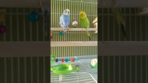 Budgies Bad Romance 💖 #youtubeshorts #shorts #funny #animallover #budgies