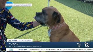 Pet of the Week: Tyson