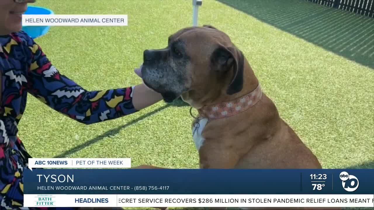 Pet of the Week: Tyson