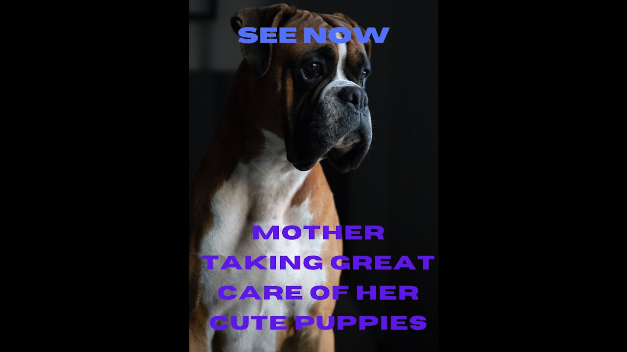 Boxer's Two-Day-Old Puppies