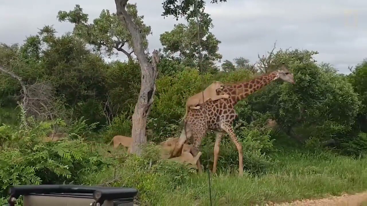 Wildlife Brave Giraffe Kick Five Lion To Save Baby Power of LION In The Animal World But FAIL 720p