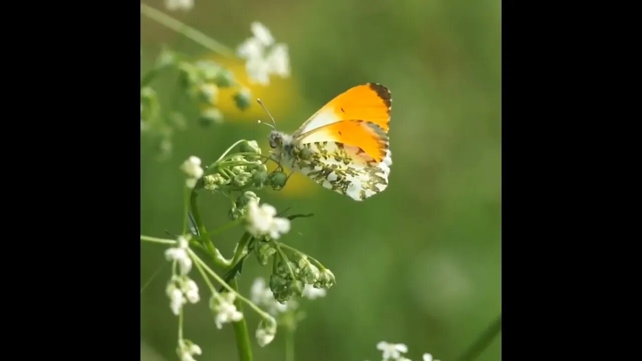 Orange-tip, Anthocharis cardamines