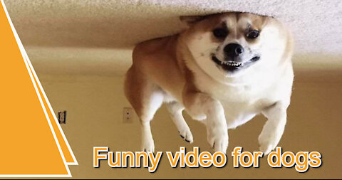 The videos are a lot funny for funny dogs - Try not to laugh