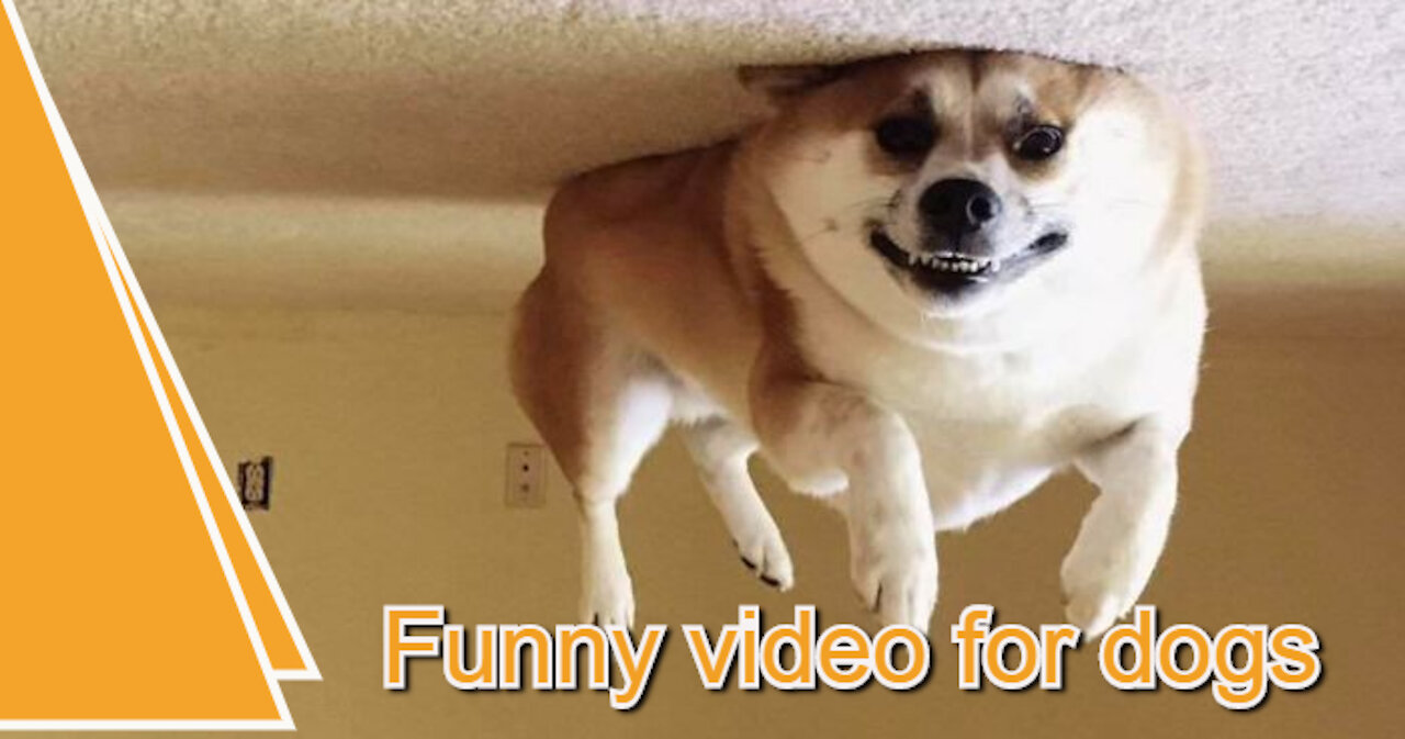 The videos are a lot funny for funny dogs - Try not to laugh