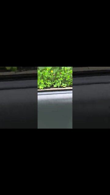 Entire front yard full of ❤️.. They get it..grow food or dont