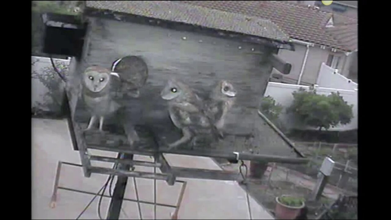 Dave goes on porch at 5:45 am. The kids follow her out and finally settle down at 6:13am. 5-4-20