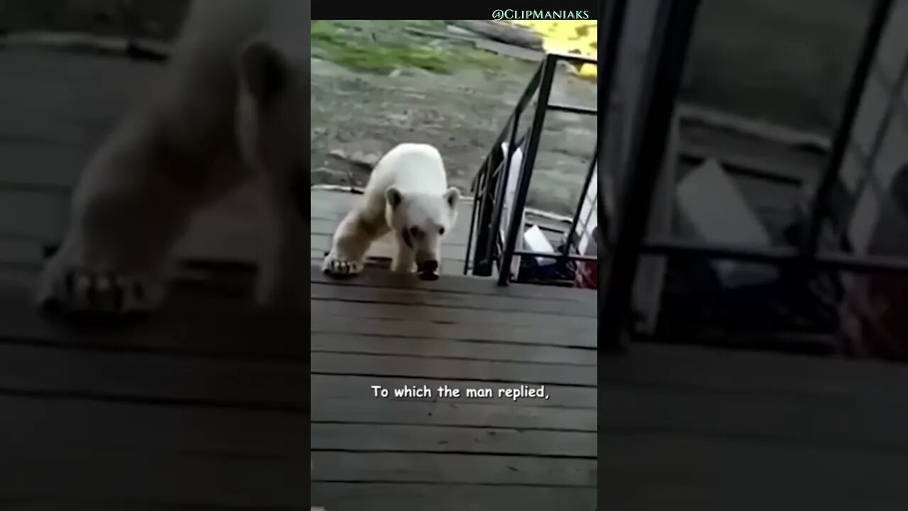 Polar Bear Asks For Help #shorts