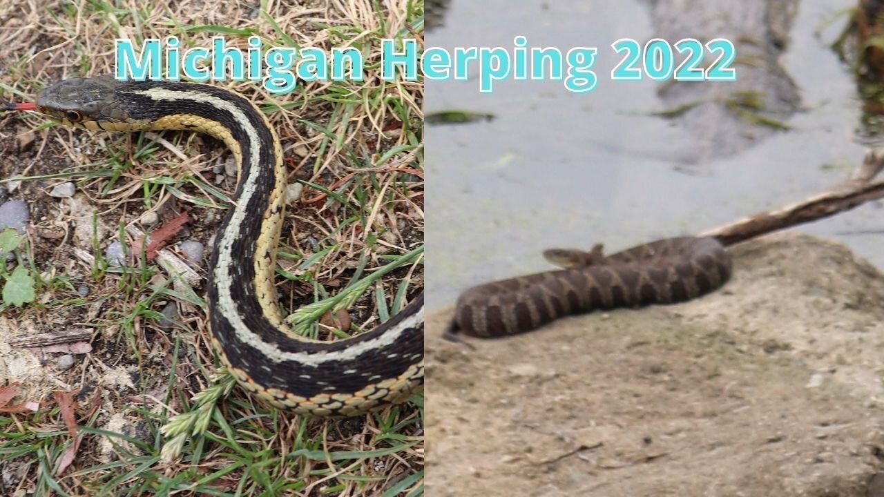 Michigan Herping 2022!!! Lots of snakes!!