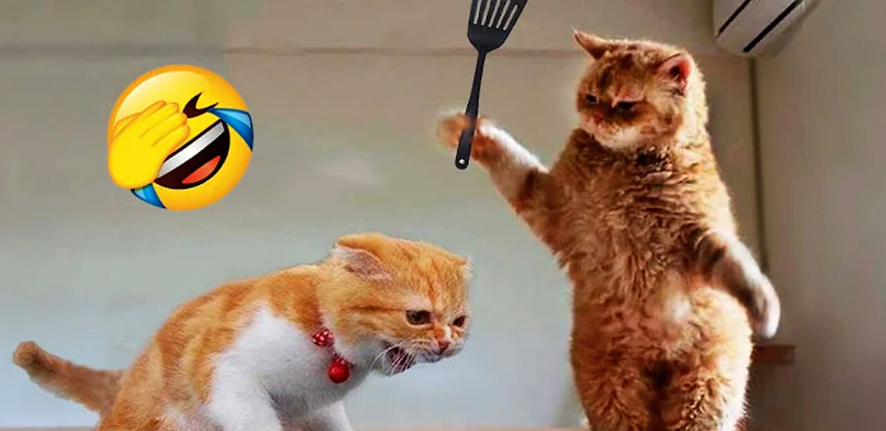 Funniest Animals of 2024😂😂. New Funny Cats and Dogs😂😂