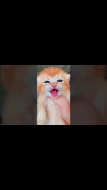 Kitten Meowing | Cats Meows | Cute cats Video | Persian Cats Zone #cutecat #youtubeshorts #kittens