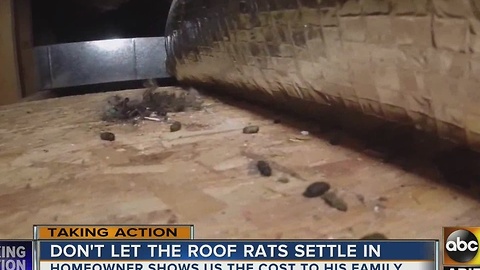 Roof rat reports are on the rise in the Valley