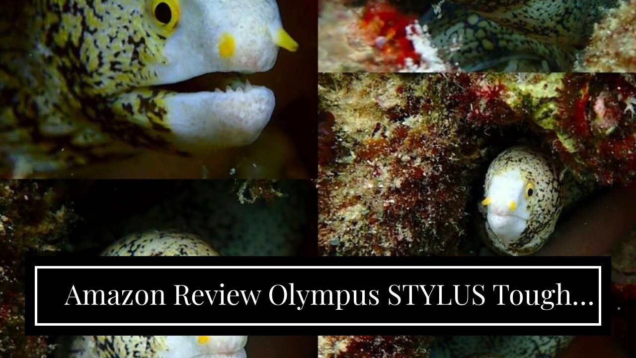 2023 Review Olympus STYLUS Tough TG-4 16MP 1/2.3" BSI CMOS 4608 x 3456pixels Black - Cámara di...