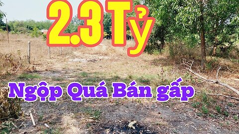 Đất Dầu Tiếng | Bán đất chính chủ mà bực mình quá anh chị ơi? 8.6x31 (tc 100) #539