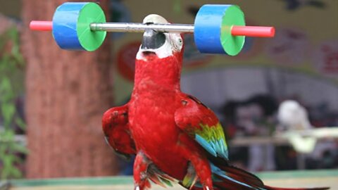 funny animals parrots