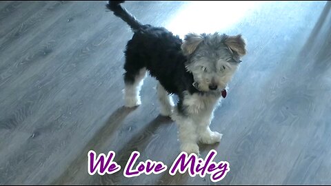 We Love Miley 2 Animal Lovers