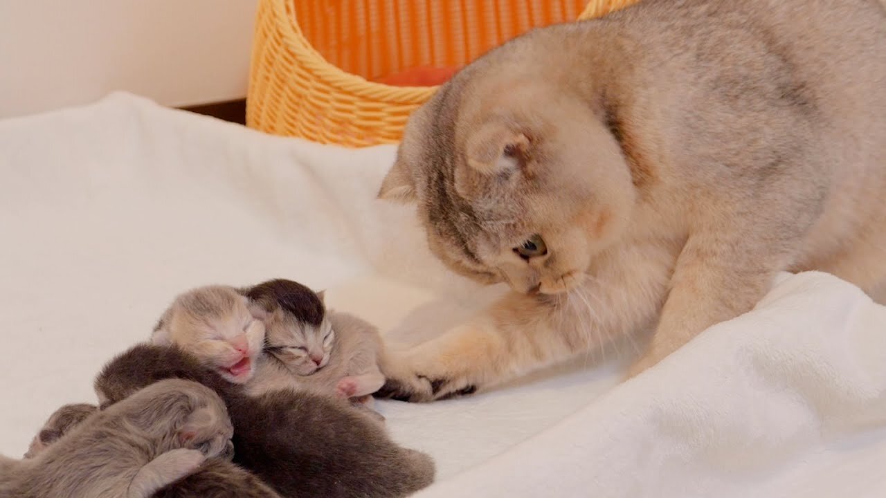 When the kittens are alone, the big brother cat, Latte, comes over right away.