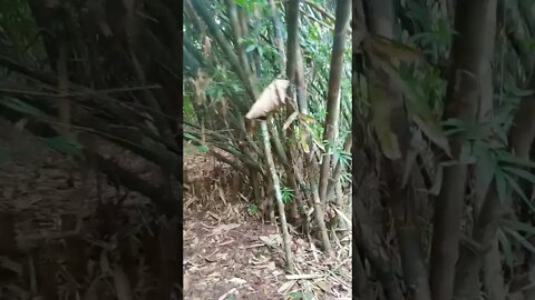 hutan bambu