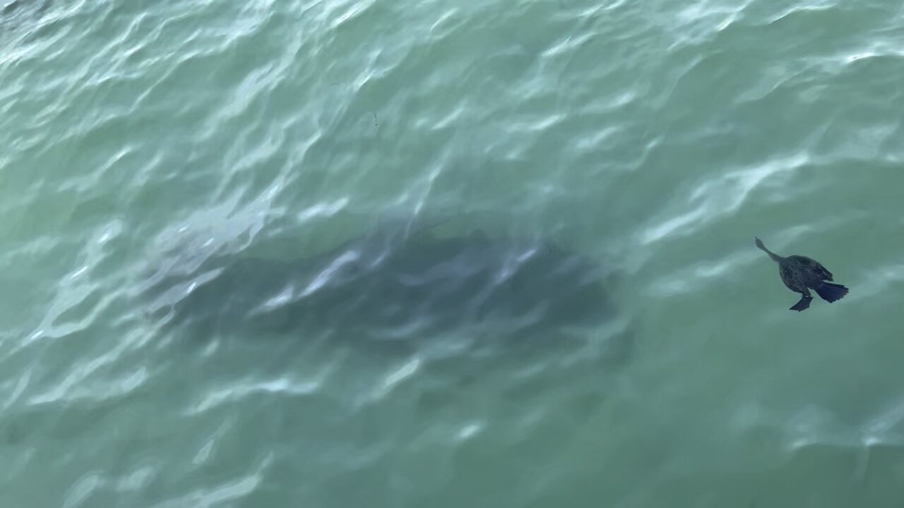 Manatee and cormorant bird at Fort De Soto March 15 2024