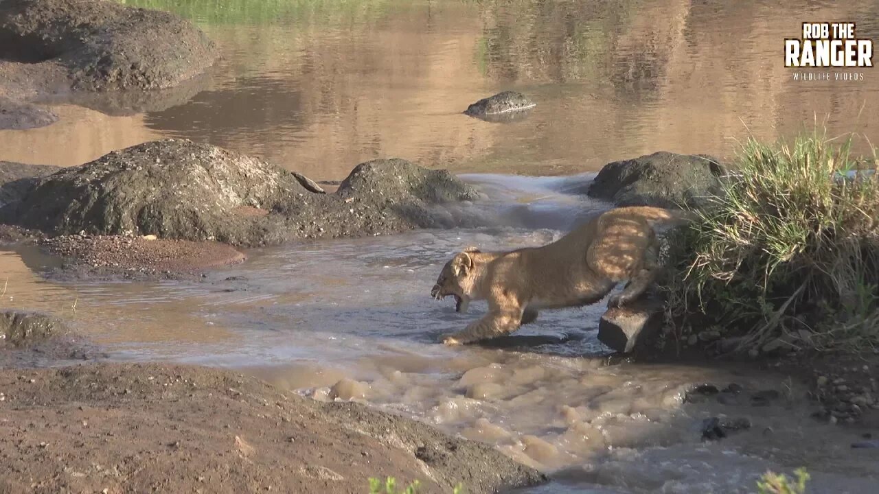 African Wildlife | Timid Lion Cubs Afraid To Cross The Stream (Introduced By The Bobience)