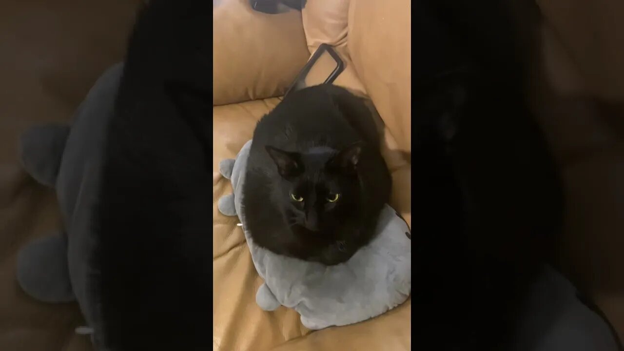 Cat Bread Loaf!