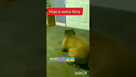 Gato Bartolomeu Tunico alegre chegou a sexta-feira 😸