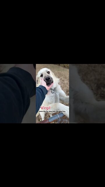 Who’s Got the Cutest Pet on the Internet? #shorts