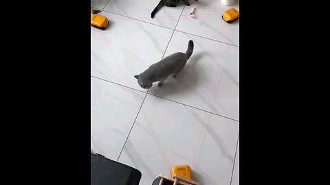 Cats are very disturbed by this device😻 trending video